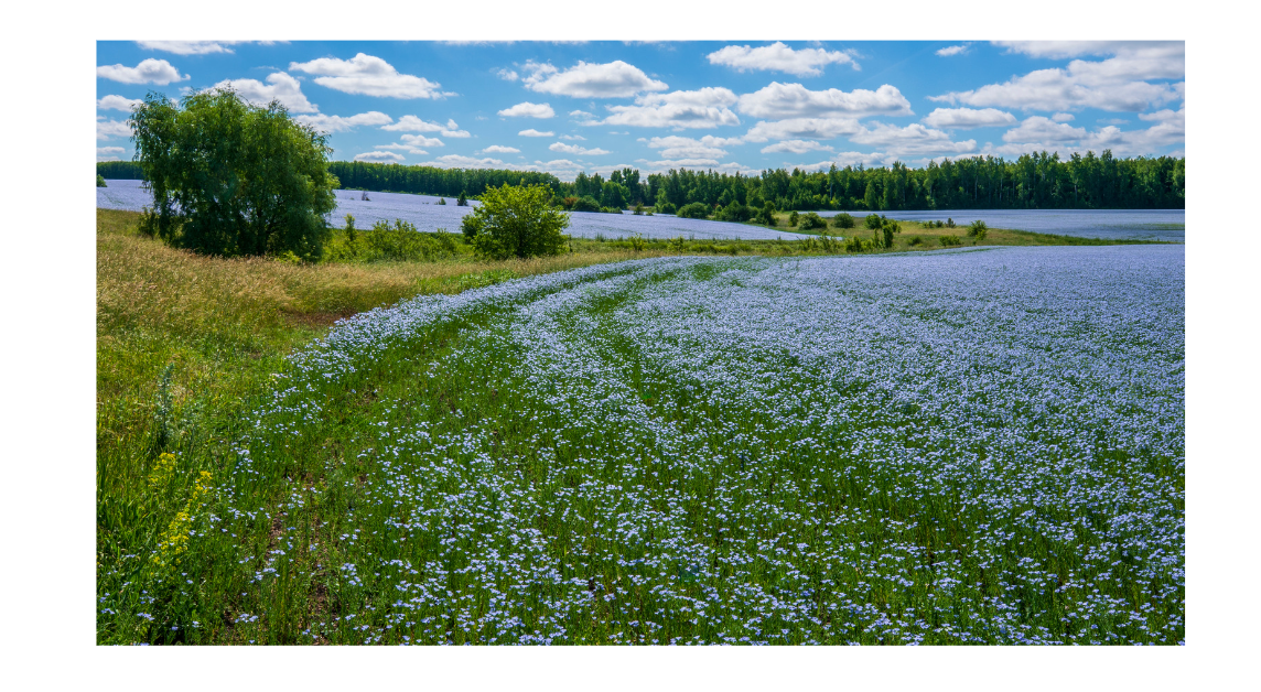 Field of Flax, which will be harvested to create linen!