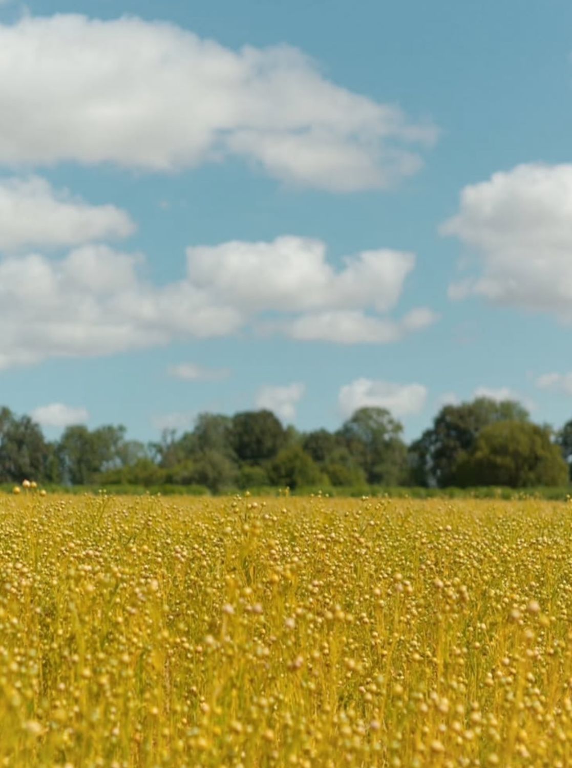 A field of flax in blue flower