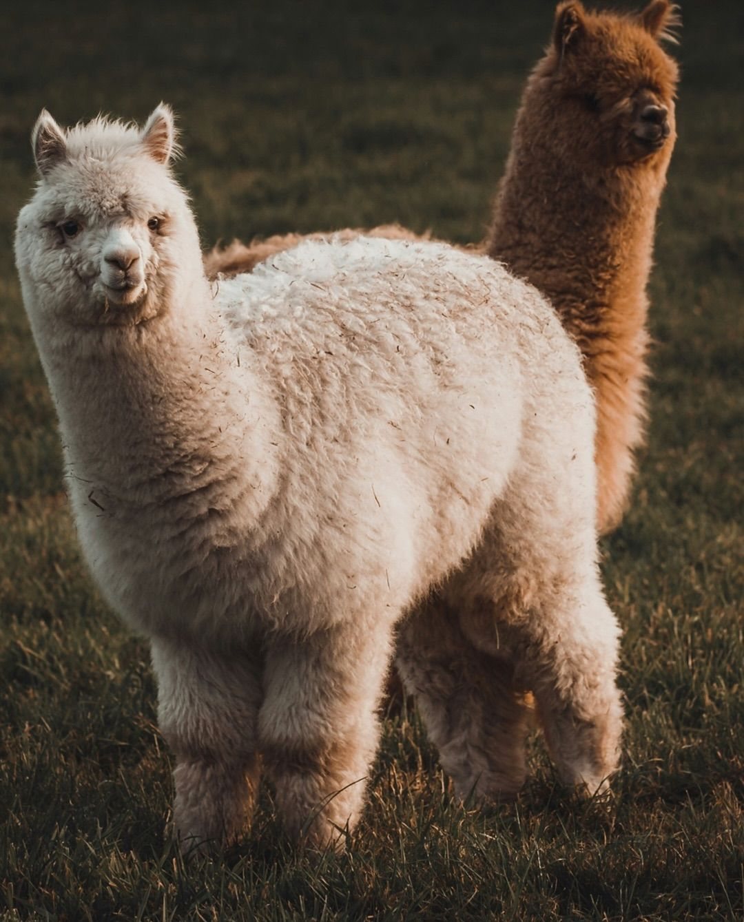 Two alpacas, one white and one brown, in a field in Peru