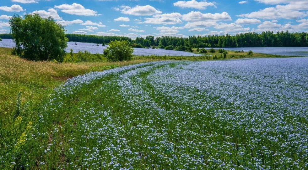 Flax in blue flower across a field in Flanders
