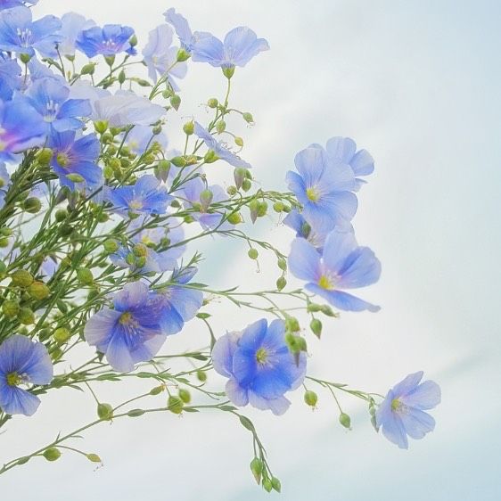 Flax in blue flower